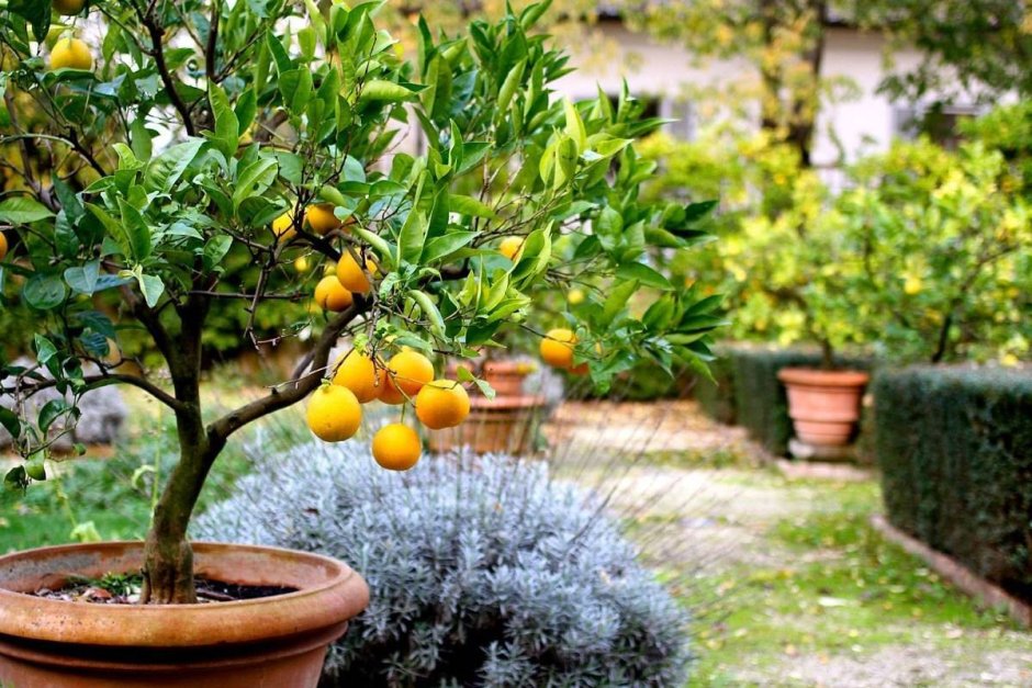 Лимонное дерево+инжир+лавровое дерево