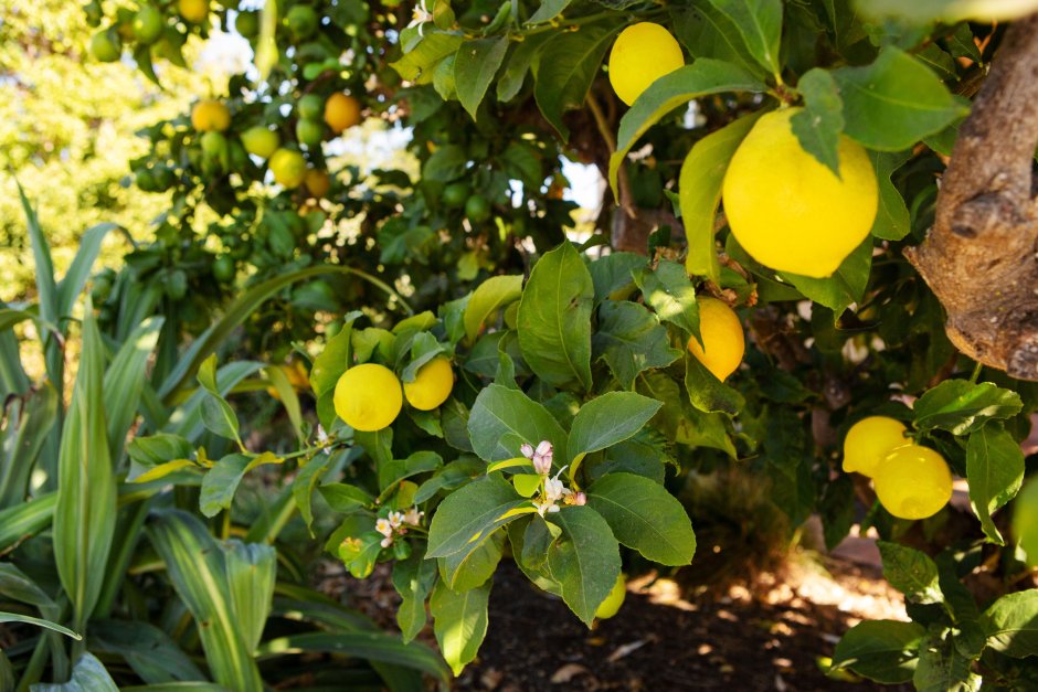 Лимонное дерево Мейера