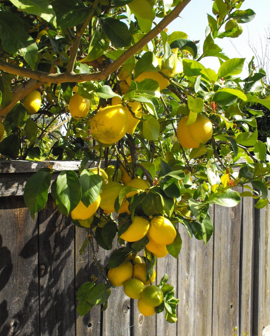 Корзина с лимонами в саду