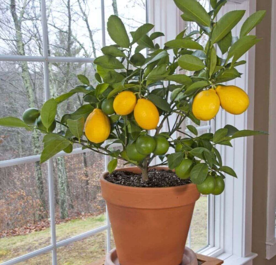 Икеа лимонное дерево