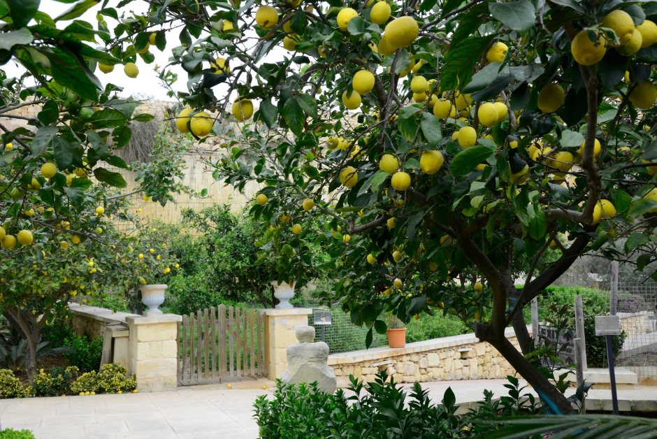 Кипр лимонные цитрусовые Рощи