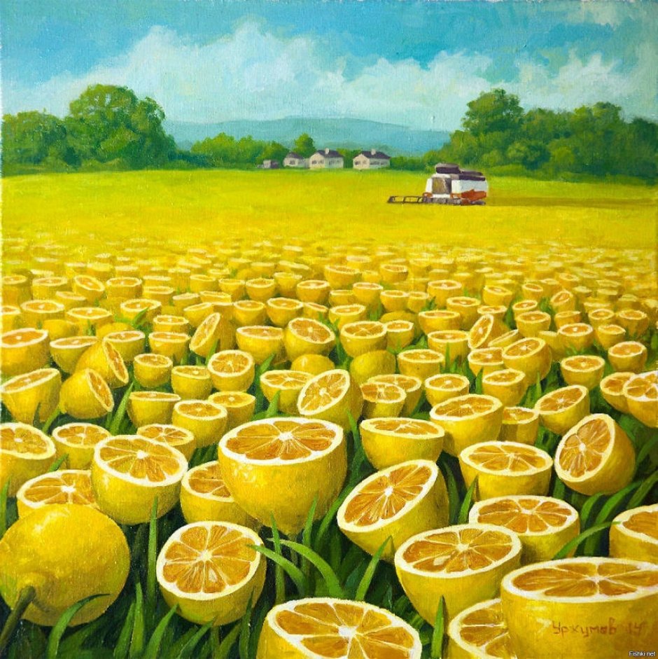 Лимонник кустовой