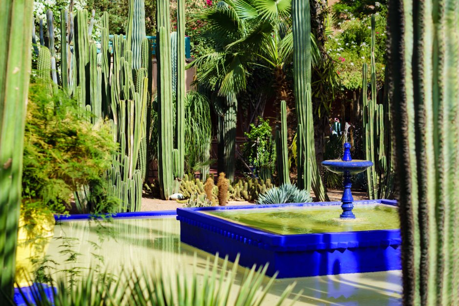 Ботанический сад в Марокко сад Мажорель