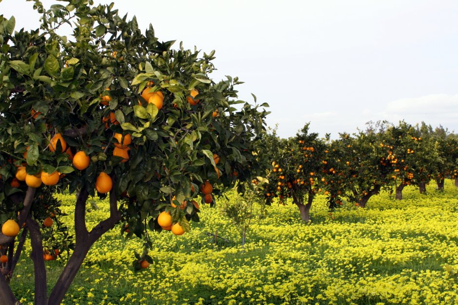 Абхазия апельсиновая роща