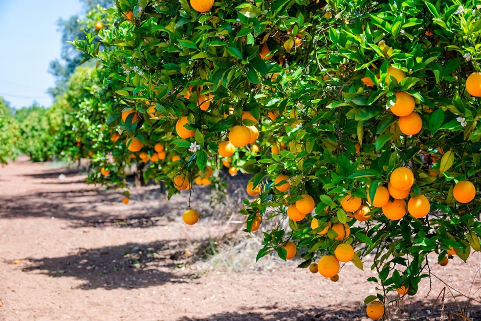 Плантации апельсинов в Испании