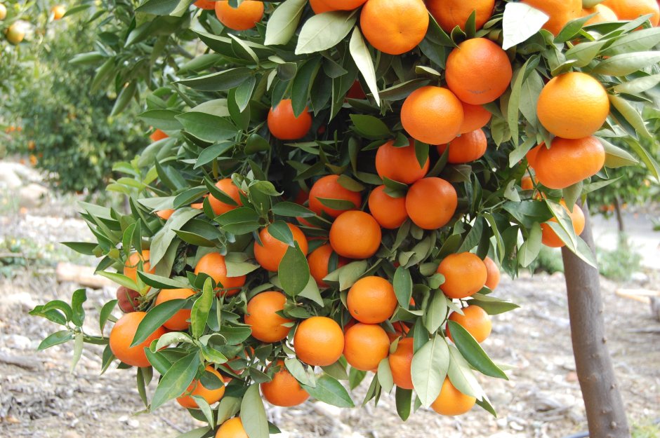 Робер Уден апельсиновое дерево