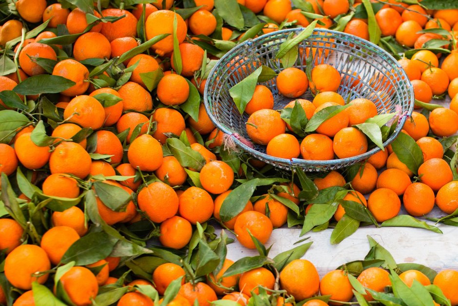 Апельсиновый сад в Италии