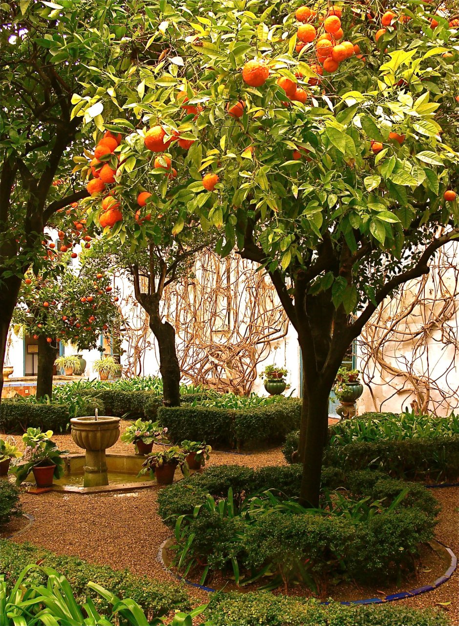 Мандариновое дерево Citrus reticulata Sochi