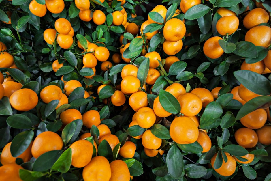 Апельсиновые Рощи в Испании