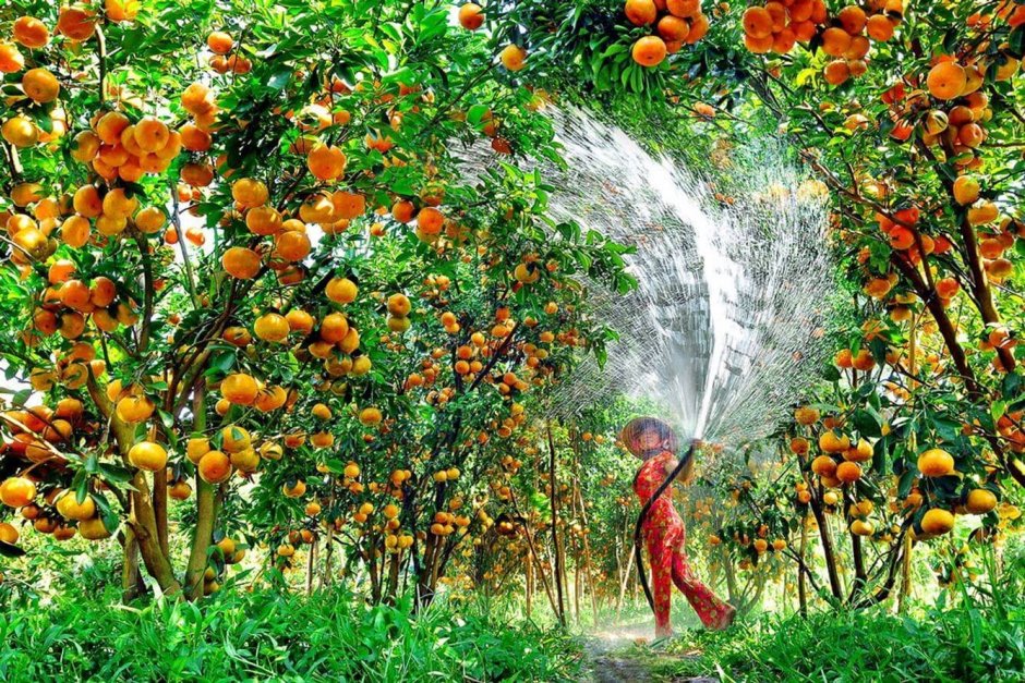 Плантации апельсинов Индии