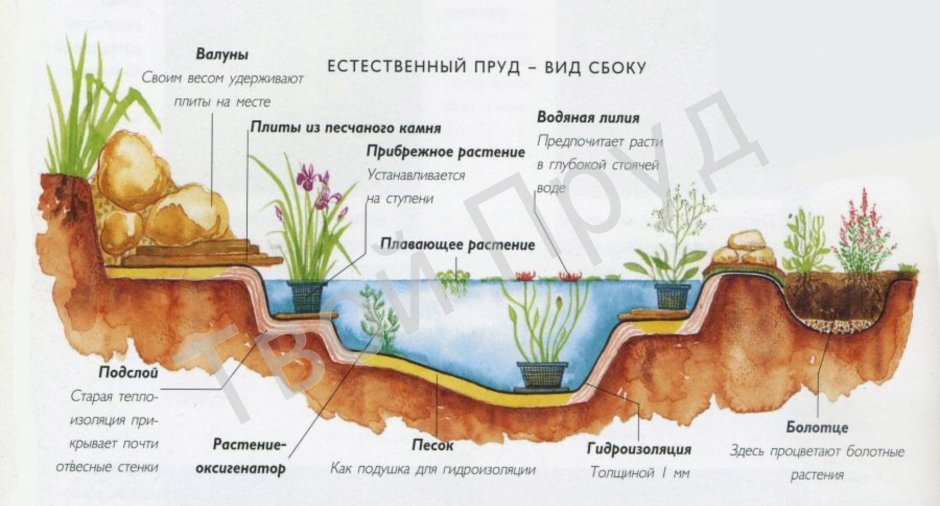 Схема посадки растений у водоема