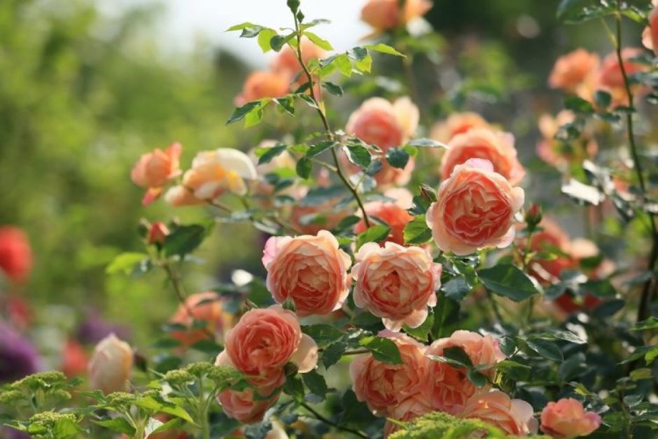 Чайная роза кустовая Садовая