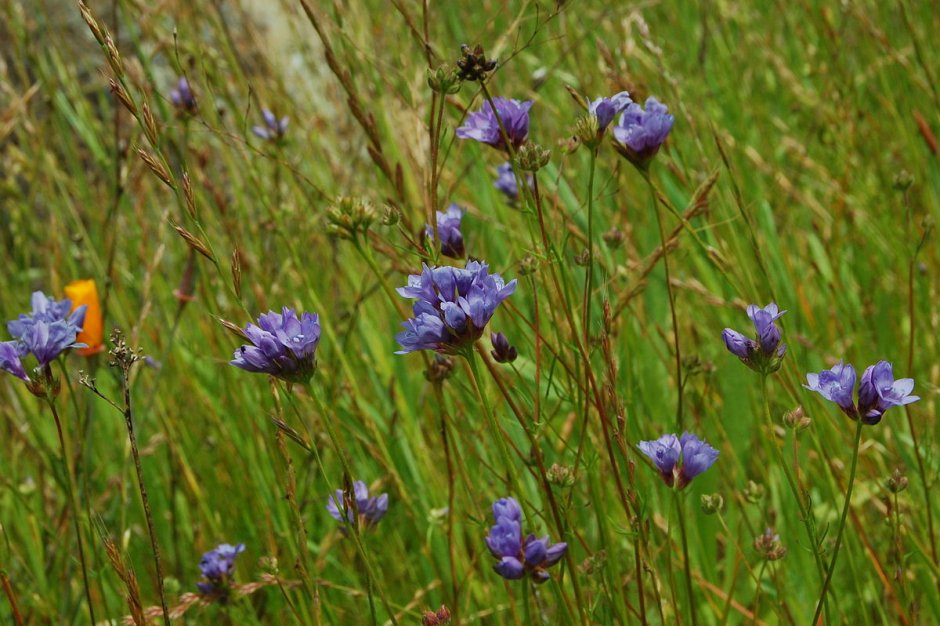 Лук голубой Allium caeruleum