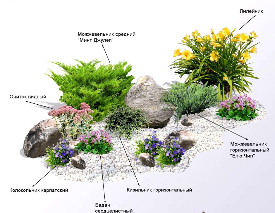 Растения альпинарии, Альпийская горка схема