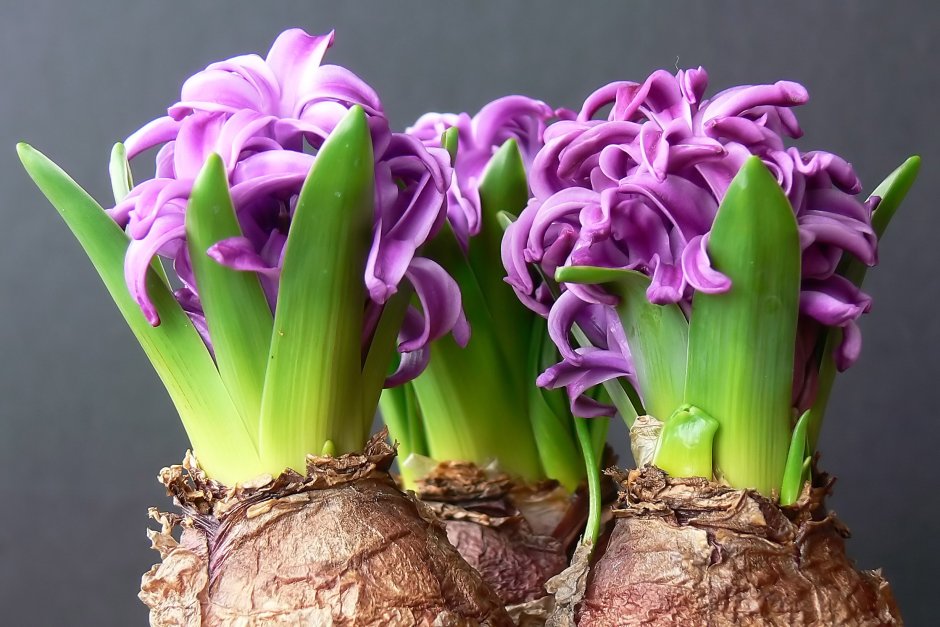 Луковичный цветок гиацинт