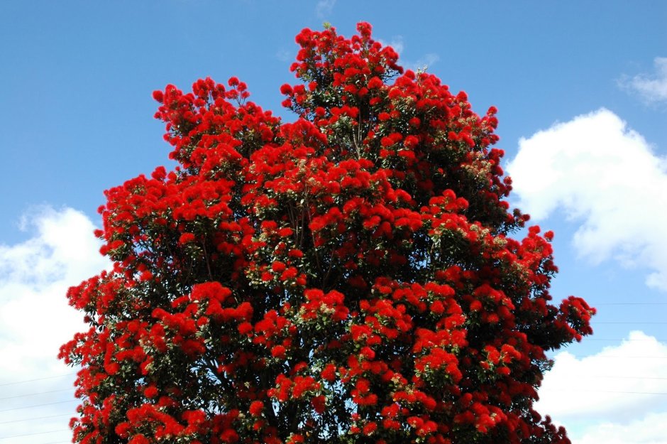 Новозеландское дерево Метросидерос
