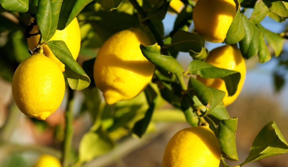 Лимон Rutaceae