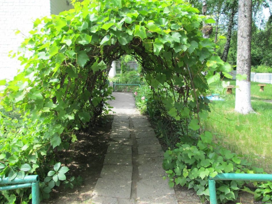 Виноград Киевский арочный