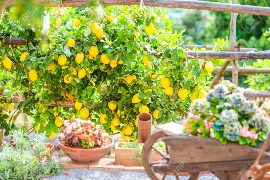 Фотообои лимонный сад