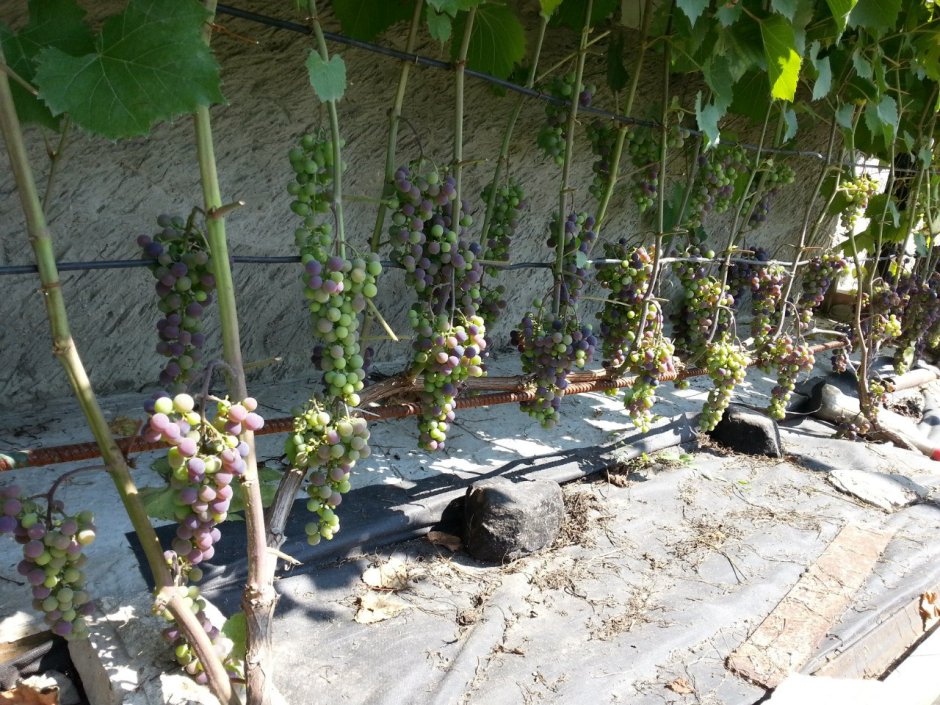 Однолетняя лоза винограда