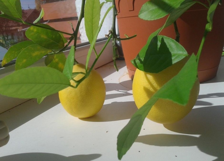 Лимонное дерево на подоконнике