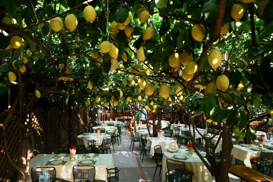 Сорренто лимонные деревья Италия