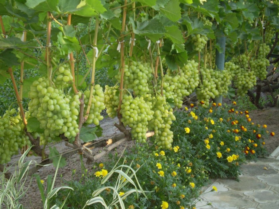 Виноград на даче