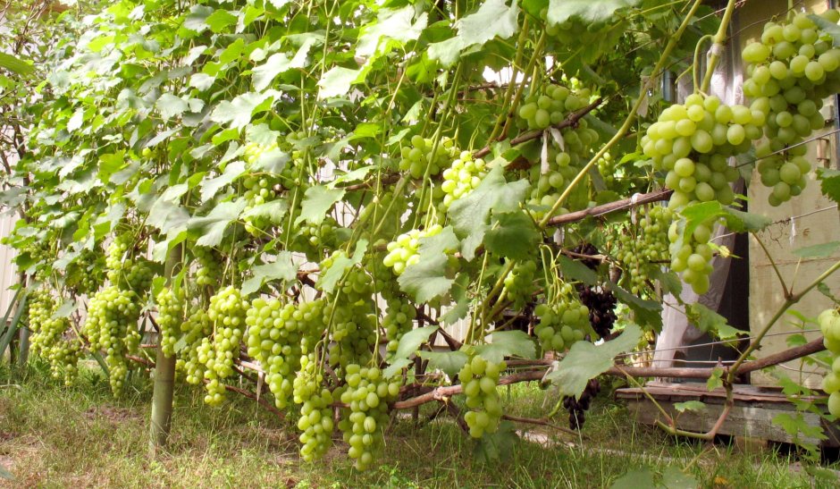 Сорт винограда гибрид Шатилова 2 -7-2