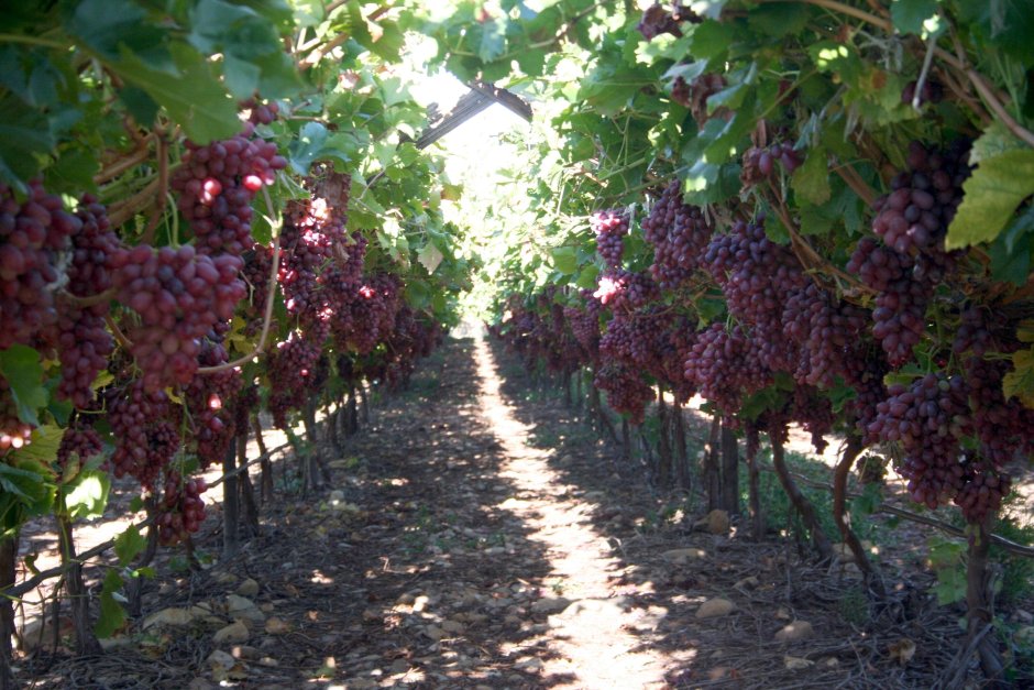 Пергола с виноградом в Молдавии