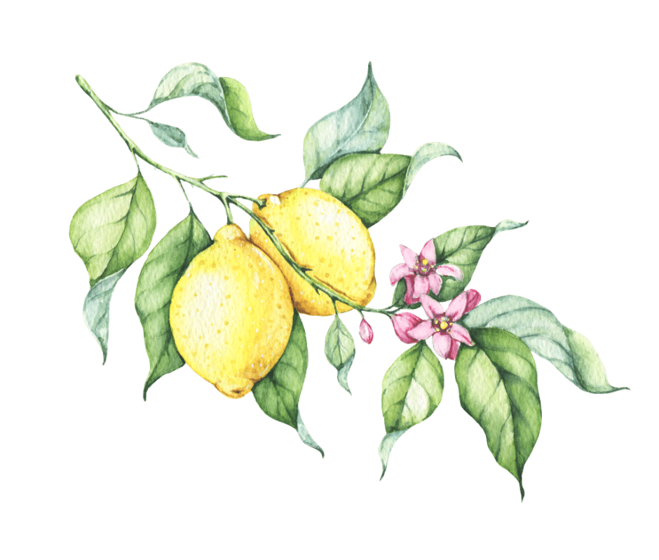 Лимонное дерево Лайвия