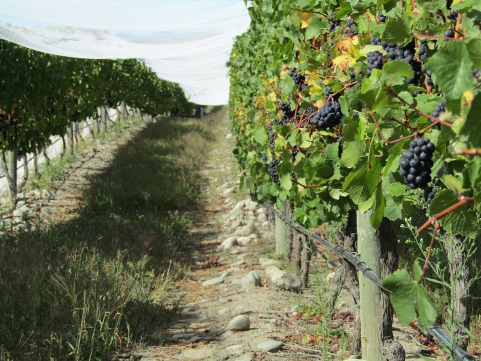 Аттика виноградные плантации