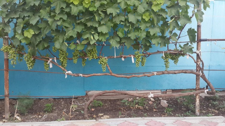 Подвязка лозы винограда весной
