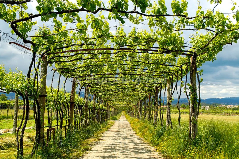 Вино Верде Португалия регион виноградники