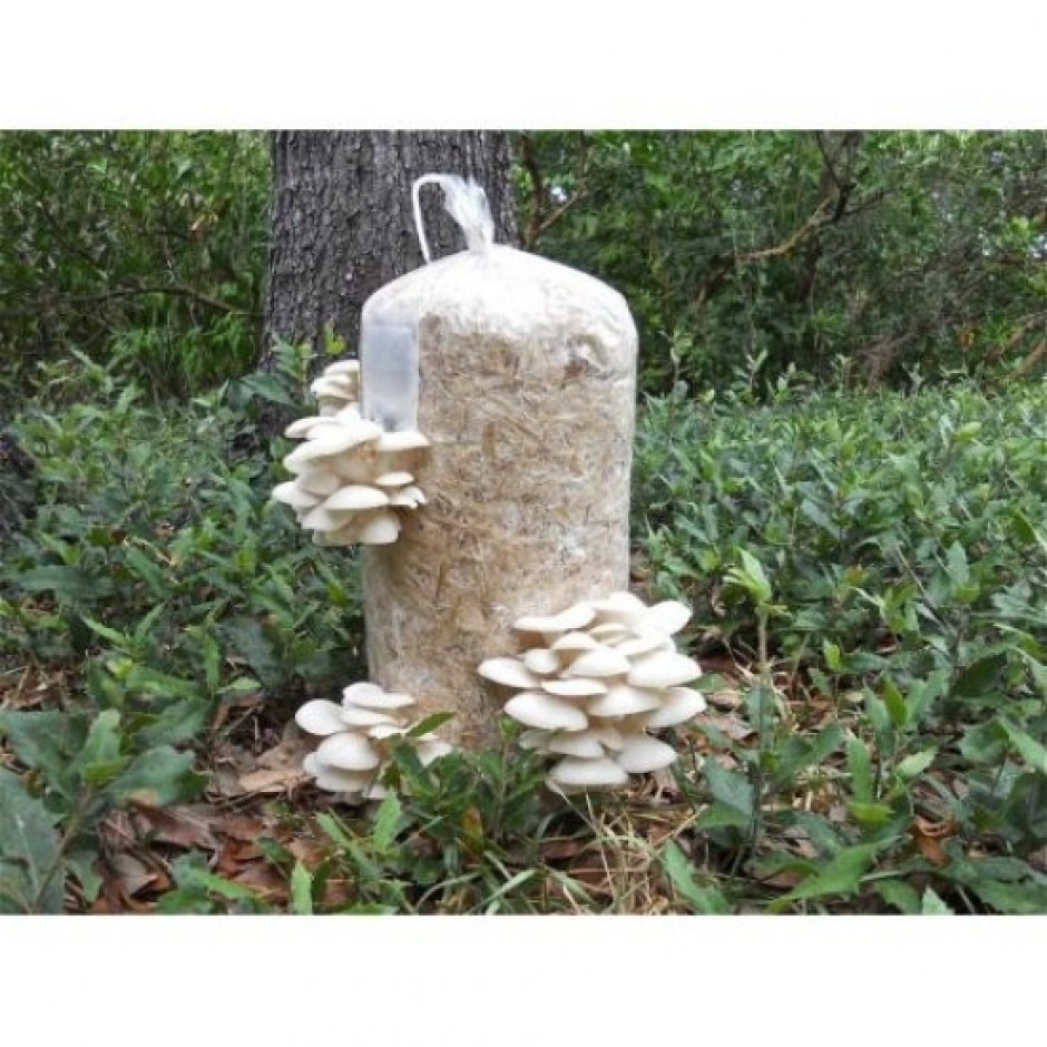 Вешенки грибы выращивание