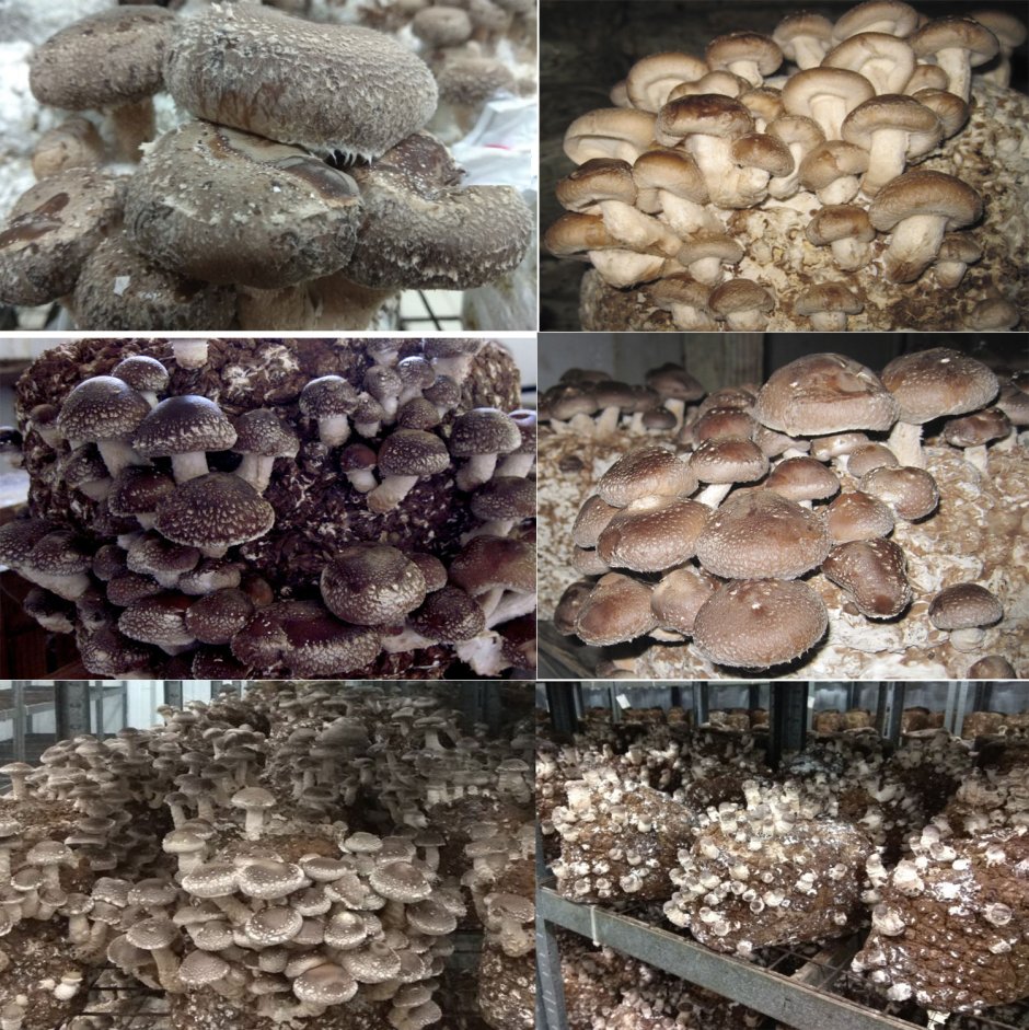 Вешенки грибы Ойстерс машрумс