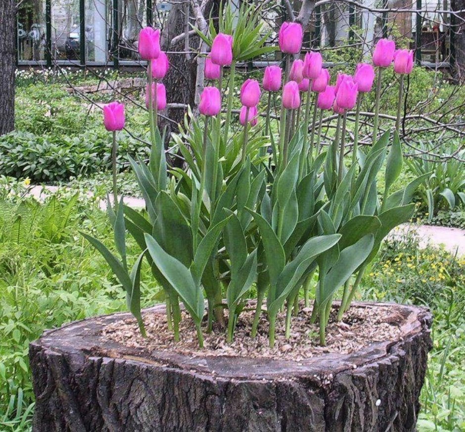 Лилиецветные тюльпаны в саду