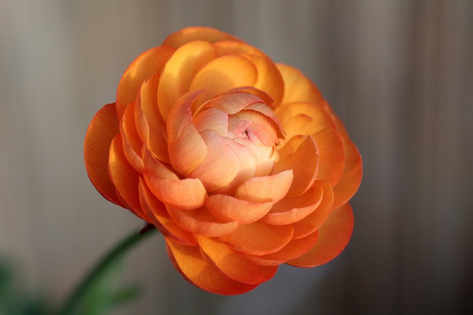 Оранжевый цветок Лютик садовый