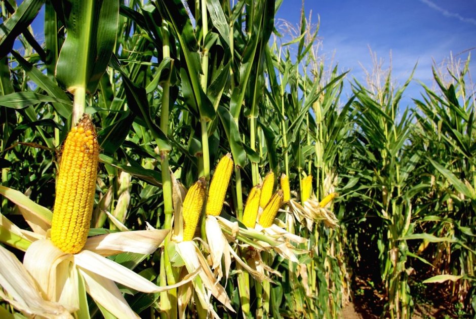 Желтое фото кукурузного поля