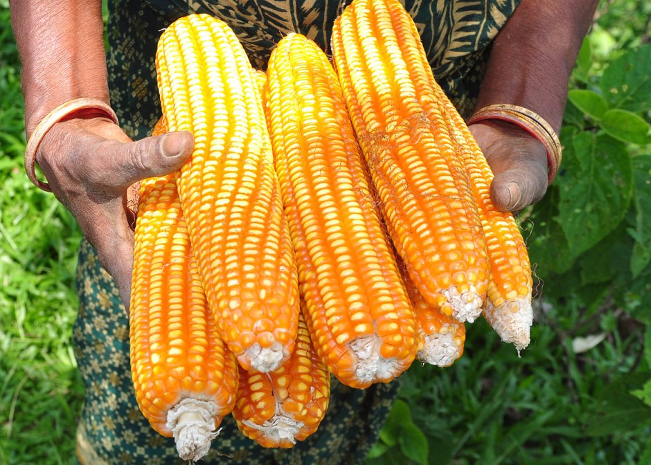 Кукуруза в Южной Америке