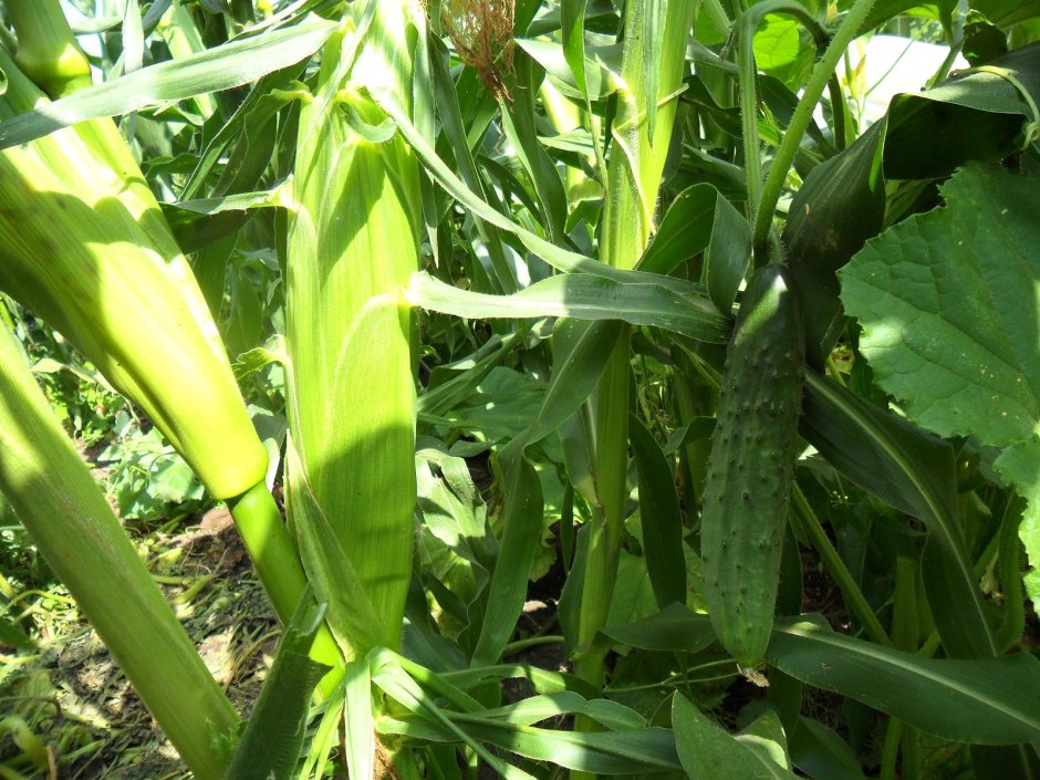 Ходовой кукурузу