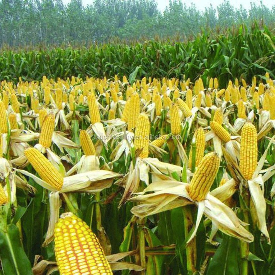 Ген кукурузы