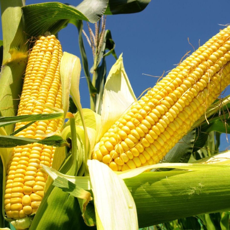 Мексика Растениеводство кукуруза