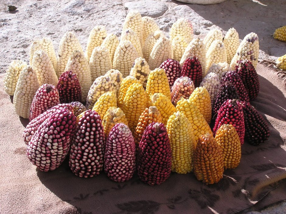 Сорт кукурузы - Morado
