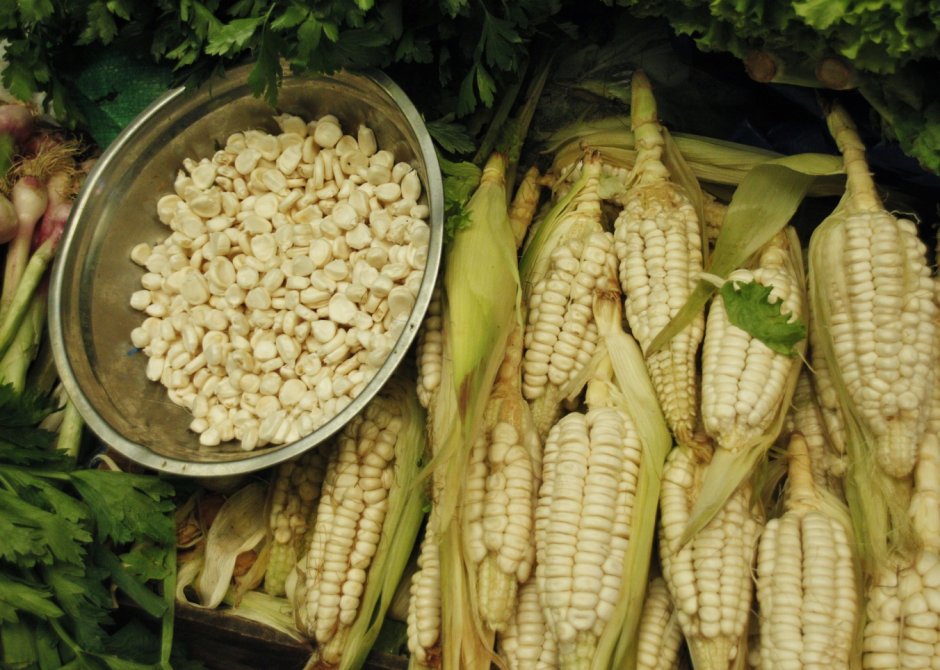Кукуруза сорт «золотое Руно»