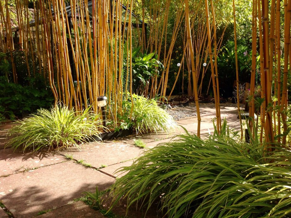 Бамбуковый сад Кью