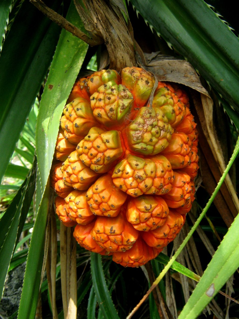 Пандан растение плод