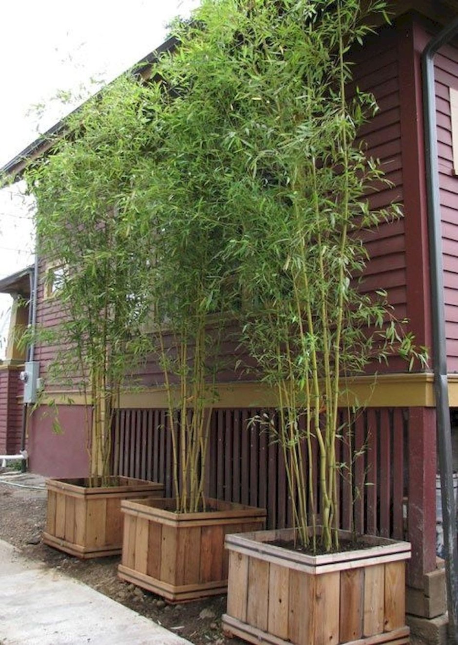 Бамбук садовый широколистный декоративный