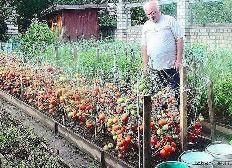 Владимир Телицын помидоры