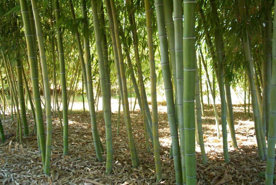 Бамбук листоколосник