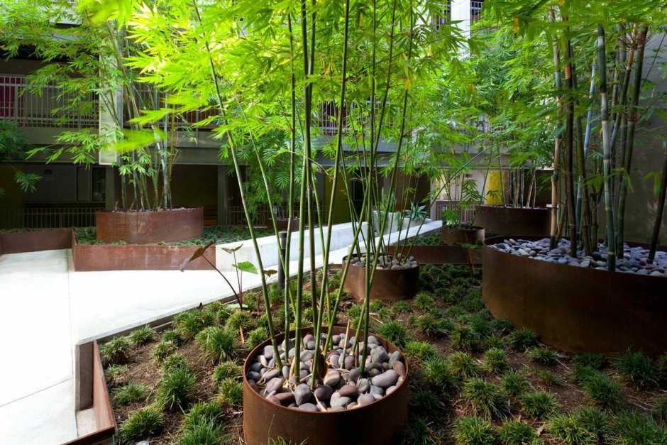 Бамбук в садах Японии